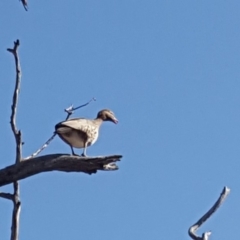 Chenonetta jubata (Australian Wood Duck) at Mount Mugga Mugga - 21 Jun 2019 by Mike