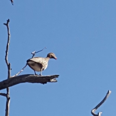 Chenonetta jubata (Australian Wood Duck) at Mount Mugga Mugga - 21 Jun 2019 by Mike