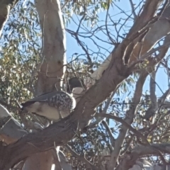 Chenonetta jubata at Symonston, ACT - 21 Jun 2019 11:24 AM