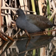 Gallinula tenebrosa (Dusky Moorhen) at Fyshwick, ACT - 21 Jun 2019 by jb2602