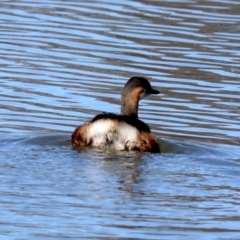 Tachybaptus novaehollandiae (Australasian Grebe) at Fyshwick, ACT - 21 Jun 2019 by jb2602