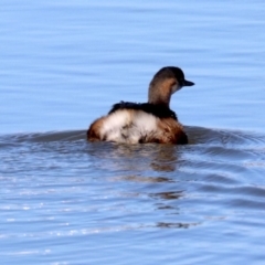 Tachybaptus novaehollandiae at Fyshwick, ACT - 21 Jun 2019