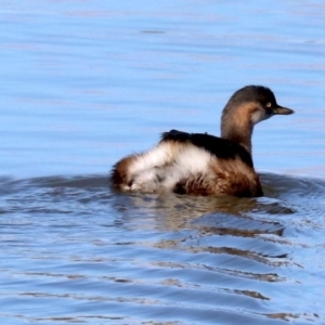 Tachybaptus novaehollandiae at Fyshwick, ACT - 21 Jun 2019