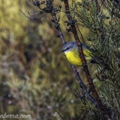 Eopsaltria australis (Eastern Yellow Robin) at Paddys River, ACT - 9 Jun 2019 by JonSteinbeck