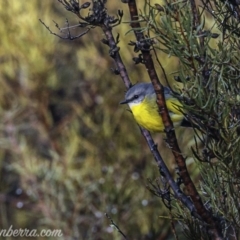 Eopsaltria australis (Eastern Yellow Robin) at Paddys River, ACT - 9 Jun 2019 by BIrdsinCanberra