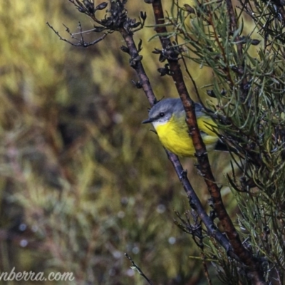 Eopsaltria australis (Eastern Yellow Robin) at Tidbinbilla Nature Reserve - 8 Jun 2019 by BIrdsinCanberra