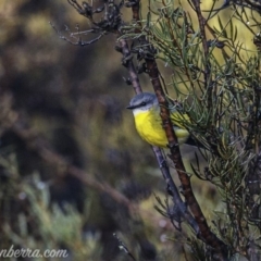 Eopsaltria australis at Paddys River, ACT - 9 Jun 2019