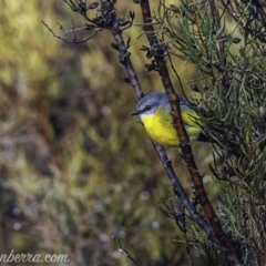 Eopsaltria australis at Paddys River, ACT - 9 Jun 2019 08:09 AM