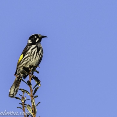 Phylidonyris novaehollandiae (New Holland Honeyeater) at Paddys River, ACT - 9 Jun 2019 by JonSteinbeck