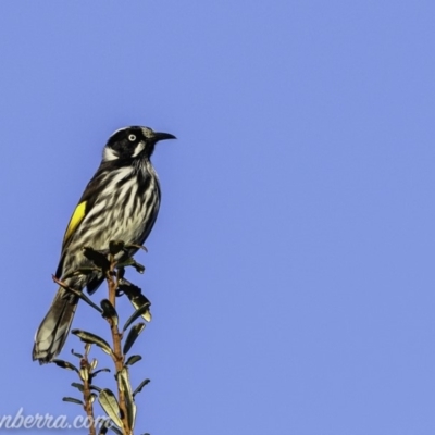 Phylidonyris novaehollandiae (New Holland Honeyeater) at Paddys River, ACT - 8 Jun 2019 by BIrdsinCanberra