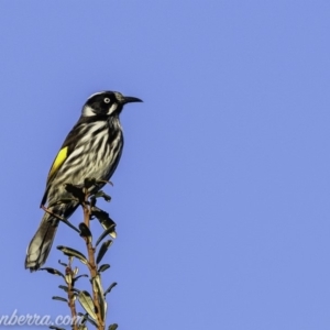 Phylidonyris novaehollandiae at Paddys River, ACT - 9 Jun 2019