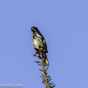 Phylidonyris novaehollandiae at Paddys River, ACT - 9 Jun 2019