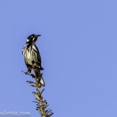 Phylidonyris novaehollandiae at Paddys River, ACT - 9 Jun 2019