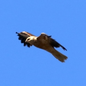 Haliastur sphenurus at Fyshwick, ACT - 21 Jun 2019 11:21 AM