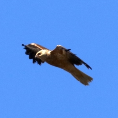 Haliastur sphenurus (Whistling Kite) at Jerrabomberra Wetlands - 21 Jun 2019 by jb2602