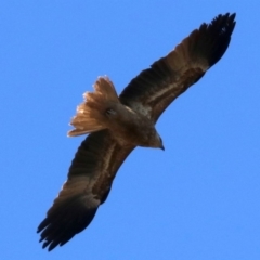 Haliastur sphenurus at Fyshwick, ACT - 21 Jun 2019 11:21 AM