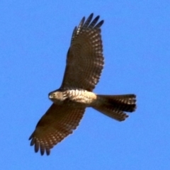 Tachyspiza fasciata (Brown Goshawk) at Fyshwick, ACT - 21 Jun 2019 by jb2602