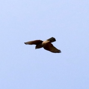 Accipiter fasciatus at Fyshwick, ACT - 21 Jun 2019