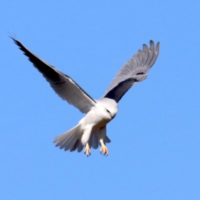 Elanus axillaris (Black-shouldered Kite) at Fyshwick, ACT - 21 Jun 2019 by jbromilow50