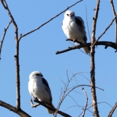 Elanus axillaris at Fyshwick, ACT - 21 Jun 2019