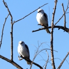 Elanus axillaris at Fyshwick, ACT - 21 Jun 2019