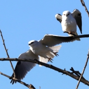 Elanus axillaris at Fyshwick, ACT - 21 Jun 2019