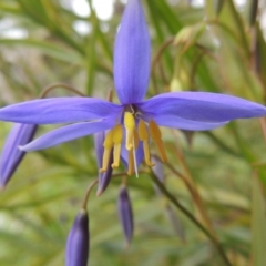 Stypandra glauca (Nodding Blue Lily) at Conder, ACT - 9 Sep 2018 by MichaelBedingfield