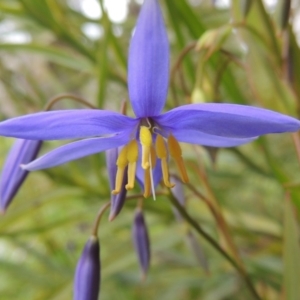 Stypandra glauca at Conder, ACT - 9 Sep 2018