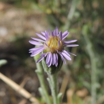 Vittadinia gracilis (New Holland Daisy) at Pollinator-friendly garden Conder - 4 Nov 2018 by michaelb