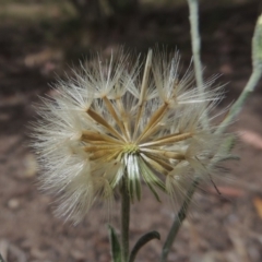 Vittadinia gracilis at Conder, ACT - 5 Nov 2018 12:00 AM