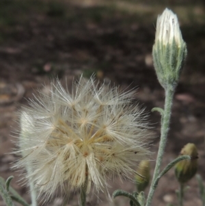 Vittadinia gracilis at Conder, ACT - 5 Nov 2018