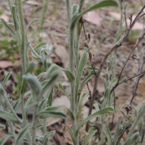 Vittadinia gracilis at Conder, ACT - 5 Nov 2018 12:00 AM