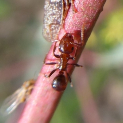 Notoncus gilberti (Smooth Epaulet Ant) at Mount Mugga Mugga - 16 Mar 2019 by Christine