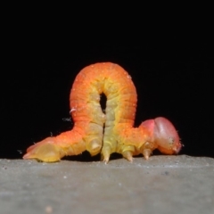 Lepidoptera unclassified IMMATURE (caterpillar or pupa or cocoon) at Hackett, ACT - 20 Jun 2019 by TimL