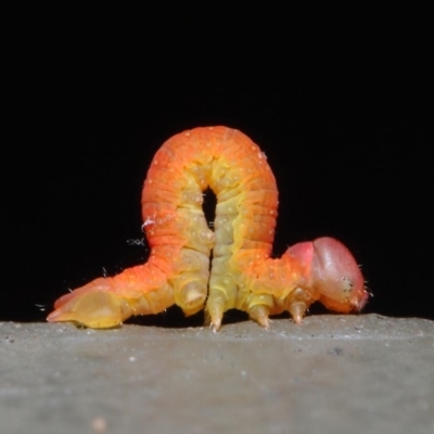 Lepidoptera unclassified IMMATURE moth at Hackett, ACT - 20 Jun 2019 by TimL