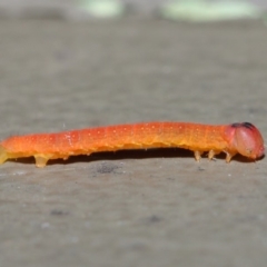 Lepidoptera unclassified IMMATURE moth at Hackett, ACT - 20 Jun 2019