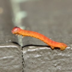 Lepidoptera unclassified IMMATURE moth at Hackett, ACT - 20 Jun 2019