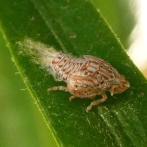 Siphanta acuta at Kambah, ACT - 22 Jun 2019 03:46 PM