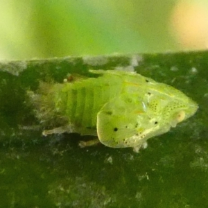 Siphanta acuta at Kambah, ACT - 22 Jun 2019 03:46 PM