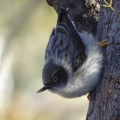 Daphoenositta chrysoptera (Varied Sittella) at Red Hill Nature Reserve - 22 Jun 2019 by roymcd