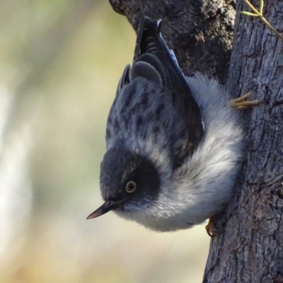 Daphoenositta chrysoptera (Varied Sittella) at Red Hill, ACT - 22 Jun 2019 by roymcd