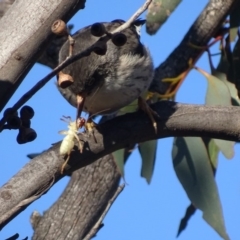 Daphoenositta chrysoptera at Red Hill, ACT - 22 Jun 2019 12:00 AM