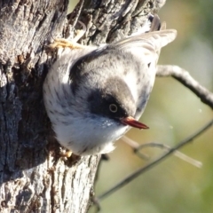 Daphoenositta chrysoptera at Red Hill, ACT - 22 Jun 2019 12:00 AM