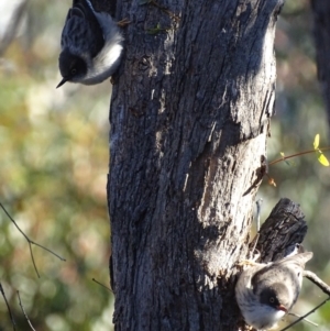 Daphoenositta chrysoptera at Red Hill, ACT - 22 Jun 2019 12:00 AM