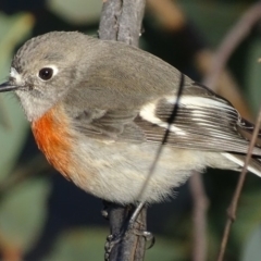 Petroica boodang (Scarlet Robin) at Symonston, ACT - 22 Jun 2019 by roymcd