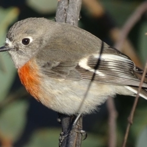 Petroica boodang at Symonston, ACT - 22 Jun 2019 04:38 PM