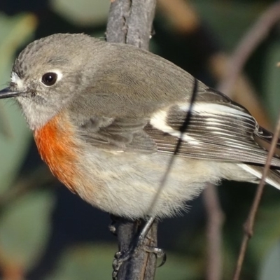 Petroica boodang (Scarlet Robin) at Red Hill Nature Reserve - 22 Jun 2019 by roymcd