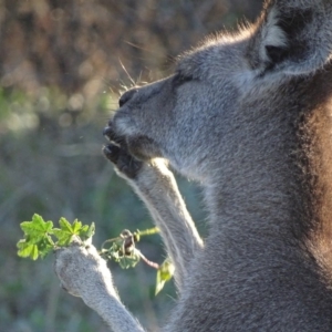 Macropus giganteus at Garran, ACT - 19 Jun 2019