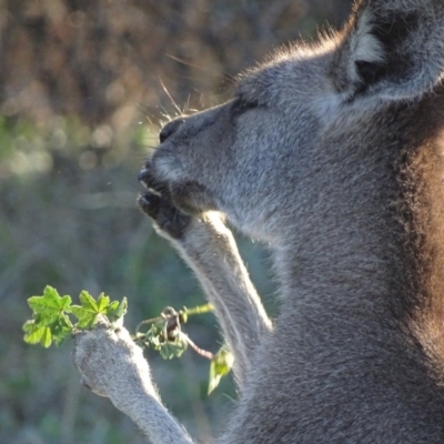 Macropus giganteus (Eastern Grey Kangaroo) at Garran, ACT - 19 Jun 2019 by roymcd