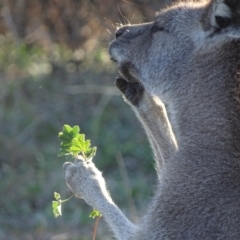 Macropus giganteus at Garran, ACT - 19 Jun 2019 05:11 PM